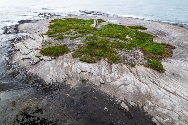 Marataízes monitora aves marinhas em ilhas  por Divulgação/ PMM