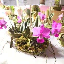 Parque Botânico Vale promove a 12ª Exposição Estadual de Outono de Orquídeas neste sábado (27) e domingo (28)