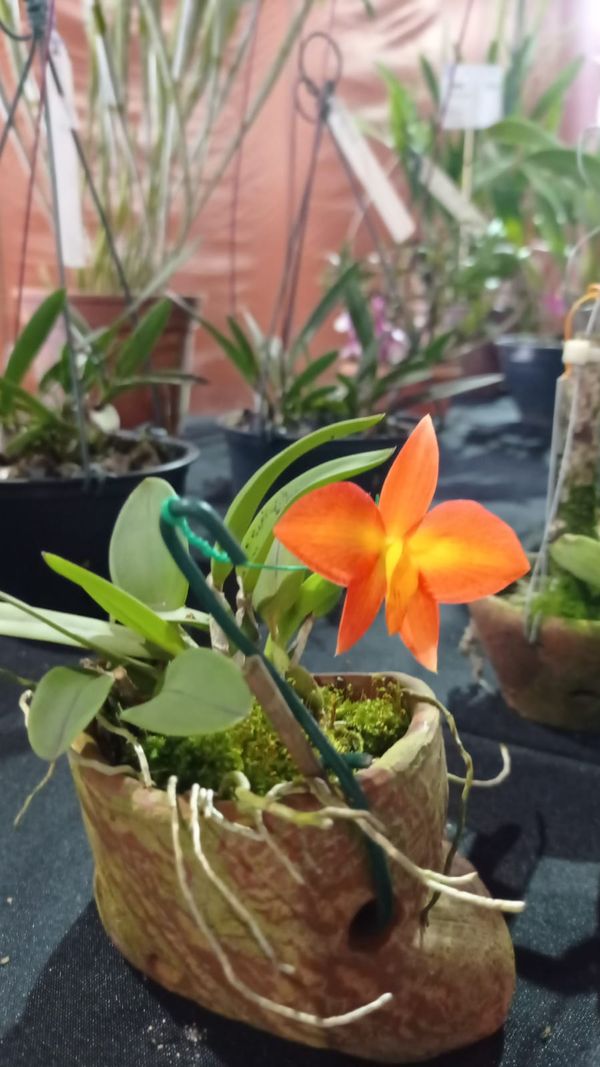 A Sofronites Coccinea Borboleta é uma das espécies de orquídeas presentes na exposição
