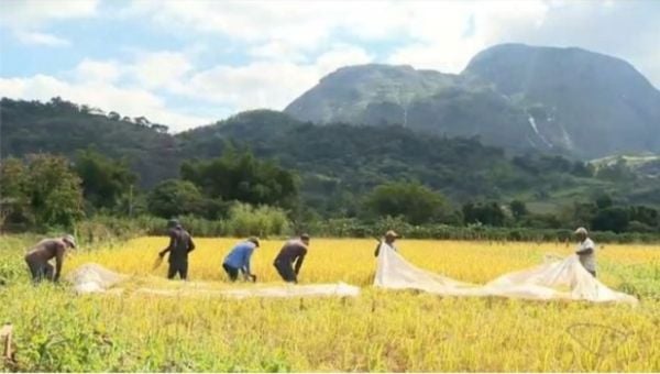 A família Seidl cultiva o grão desde o início dos anos 80 e hoje colhe mais 40 toneladas por ano na localidade de Empoçado, em Afonso Cláudio