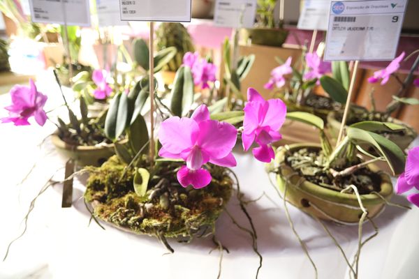 Parque Botânico Vale promove a 12ª Exposição Estadual de Outono de Orquídeas neste sábado (27) e domingo (28)