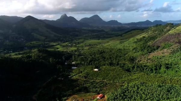 Desmatamento da Mata Atlântica ameaça mais de 1,3 mil espécies de extinção no ES