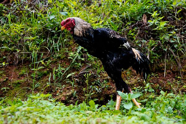 Galo índio, raça de galos gigantes por Fernando Madeira
