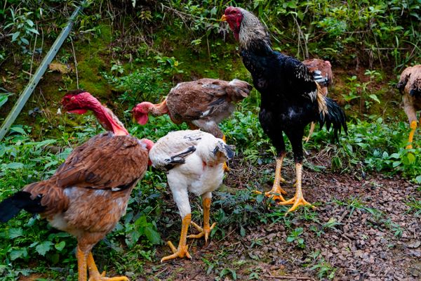 Galo índio, raça de galos gigantes por Fernando Madeira