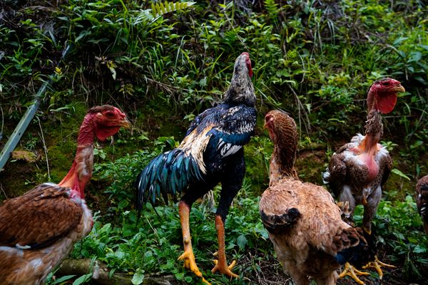 Galo índio, raça de galos gigantes por Fernando Madeira