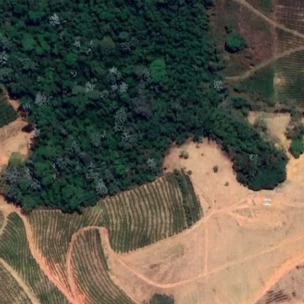 PM flagra desmatamento em área da Mata Atlântica no Sul do ES por Polícia Militar Ambiental 