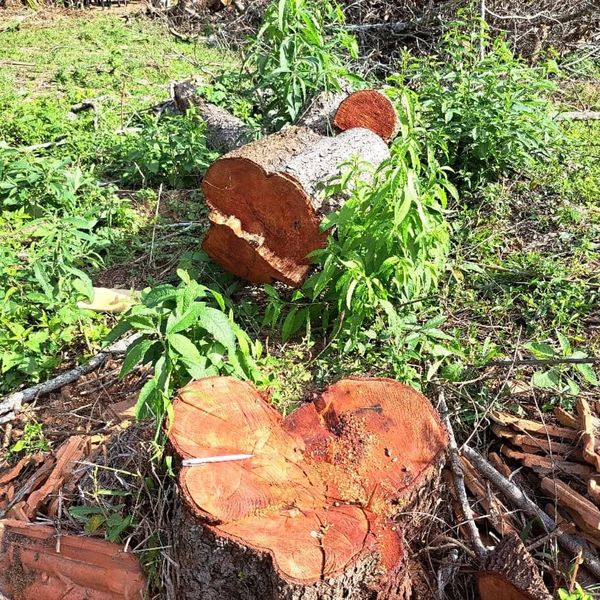 PM flagra desmatamento em área da Mata Atlântica no Sul do ES por Polícia Militar Ambiental  
