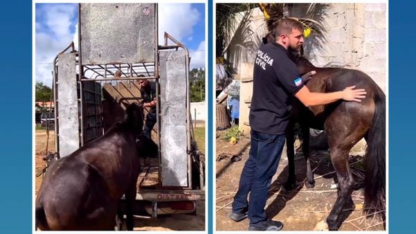 Égua furtada de fazenda é resgatada por polícia em zona rural de Aracruz
