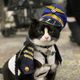 O gato Duke atua no Aeroporto de São Francisco, Estados Unidos, e juada passageiros com medo de voar.