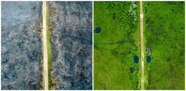 O mesmo local fotografado duas vezes: em setembro, quando o incêndio atingia o parque, e em maio de 2023, quando foi possível ver a regeneração do Parque Estadual Paulo César Vinha