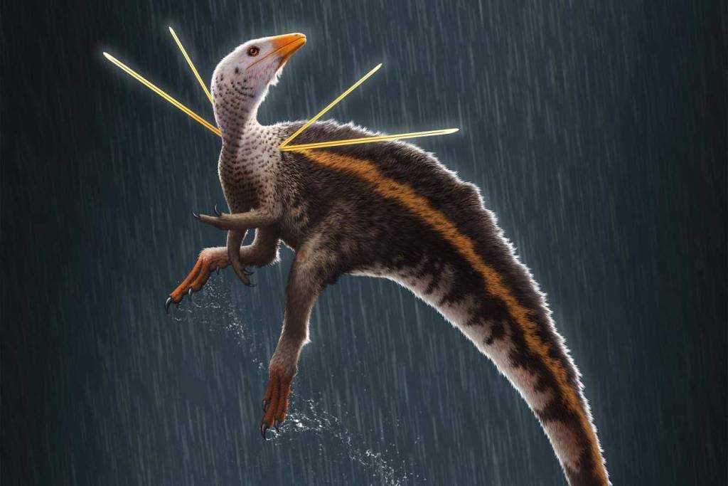 O dinossauro Ubirajara jubatus se tornou símbolo da luta de cientistas brasileiros contra o tráfico internacional de fósseis, principalmente para países da Europa e os Estados Unidos