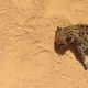 Imagem - Ameaçado de extinção, gato-do-mato-pequeno morre atropelado em Sooretama