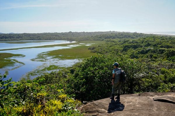 Área de restinga no Parque Estadual Paulo César VInha por Vitor Jubini