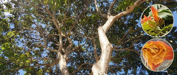 Flor da árvore Espatódea possui substância tóxica prejudicial a agentes polinizadores, como abelhas e beija-flores