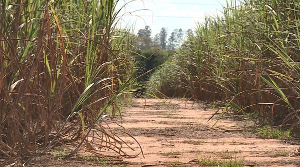 Canavial é um dos locais mais utilizados por criminosos em Linhares