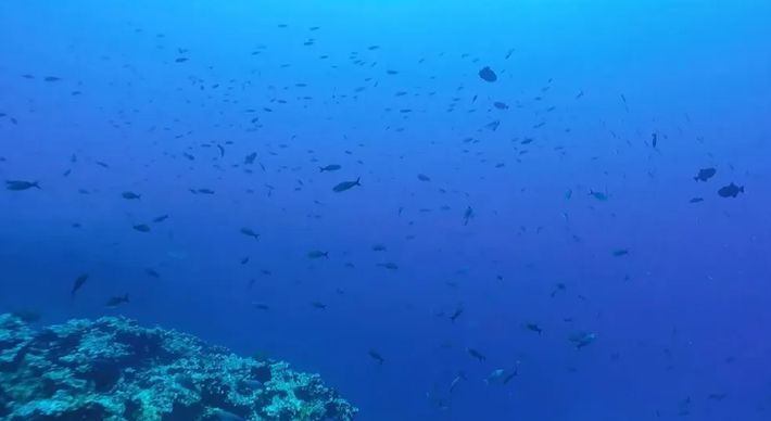 Descobertas foram feitas depois de 25 mergulhos, entre 20 e 70 metros de profundidade. Segundo pesquisadores, há muito ainda o que revelar no litoral capixaba