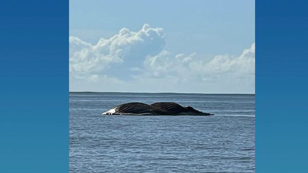 Baleia Jubarte morre e encalha em praia de Aracruz por Priscila Nobres - Prefeitura Aracruz 