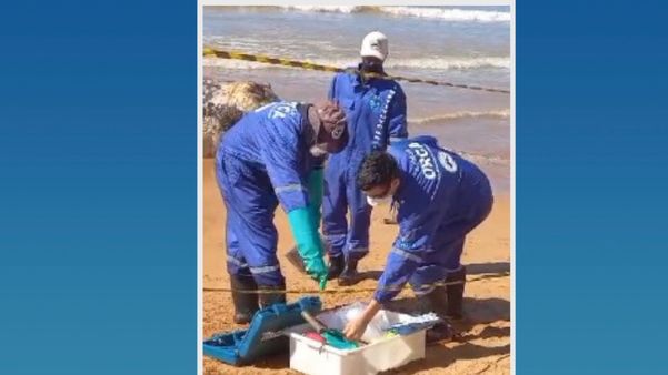 Baleia Jubarte morre e encalha em praia de Aracruz por Foto Leitor -Juliete Marques