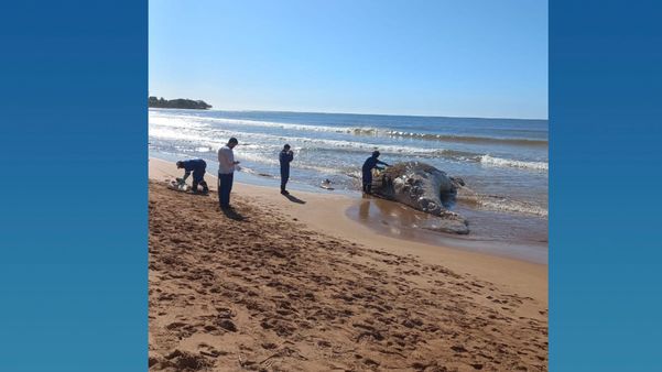 Baleia Jubarte morre e encalha em praia de Aracruz por Foto Leitor -Juliete Marques