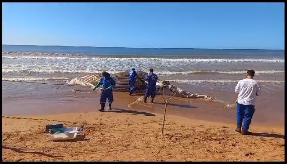 Baleia Jubarte morre e encalha em praia de Aracruz por Foto Leitor - Juliete Marques 
