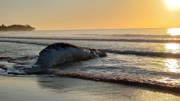 Baleia Jubarte morre e encalha em praia de Aracruz