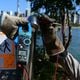 Imagem - "Gato" de energia provocou choque em corrimão de ponte na Ilha do Frade, em Vitória
