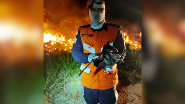 Bombeiros salvaram aves, como a da imagem, e cobras durante incêndio em São Mateus