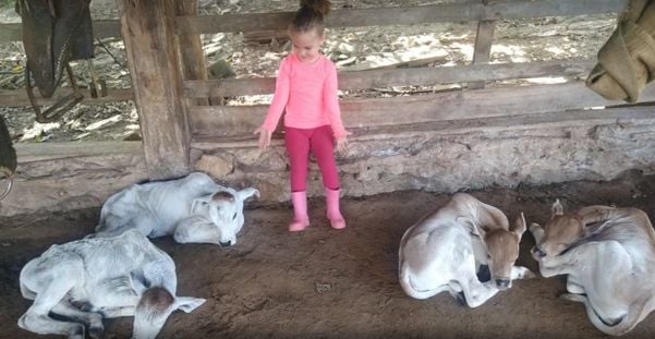 Betina adorou os amiguinhos bezerros