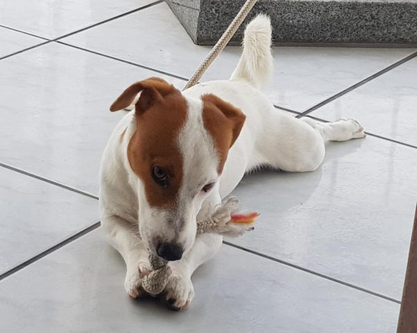 Cookie, de 2 anos, precisou ser internado após inalar a substância