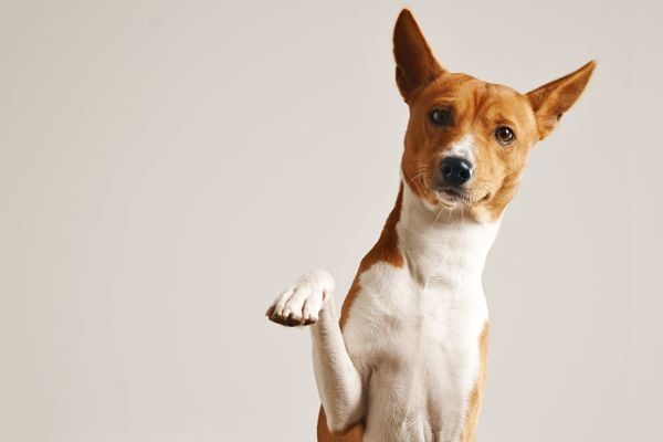 Grande Vitória terá feira de adoção com cães e gatos neste sábado (17)