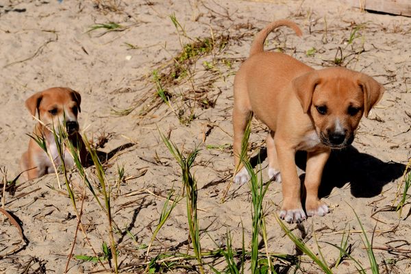 Mamãe dog ganha casa na praia da Curva da Jurema para cuidar dos filhotes por Fernando Madeira