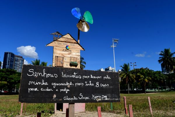 Mamãe dog ganha casa na praia da Curva da Jurema para cuidar dos filhotes por Fernando Madeira