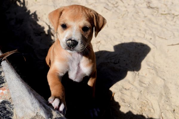 Mamãe dog ganha casa na praia da Curva da Jurema para cuidar dos filhotes por Fernando Madeira