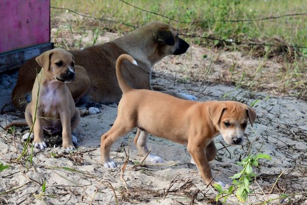 Mamãe dog ganha casa na praia da Curva da Jurema para cuidar dos filhotes por Fernando Madeira
