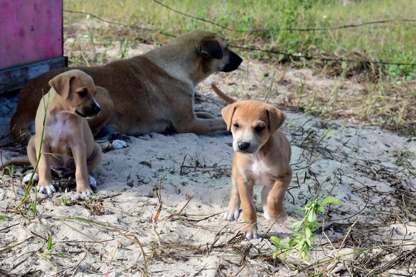 Mamãe dog ganha casa na praia da Curva da Jurema para cuidar dos filhotes por Fernando Madeira