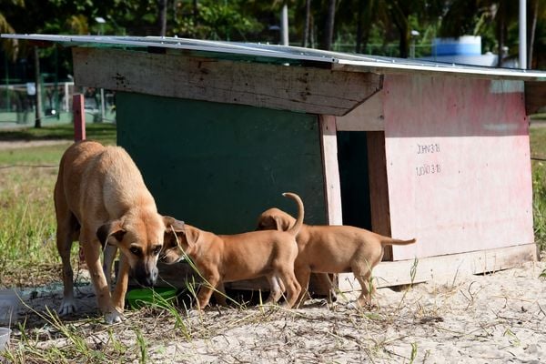 Mamãe dog ganha casa na praia da Curva da Jurema