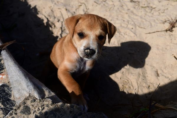 Mamãe dog ganha casa na praia da Curva da Jurema para cuidar dos filhotes por Fernando Madeira