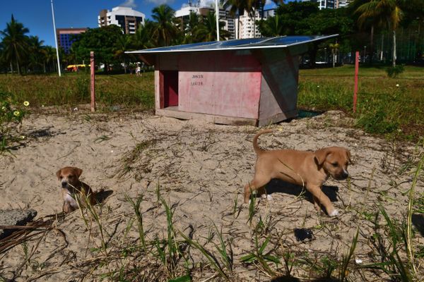 Mamãe dog ganha casa na praia da Curva da Jurema para cuidar dos filhotes por Fernando Madeira