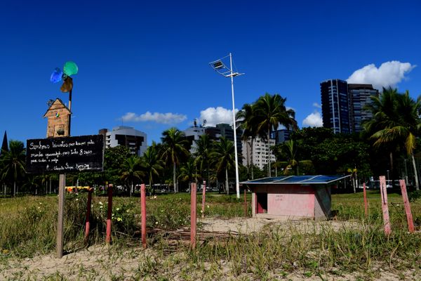 Mamãe dog ganha casa na praia da Curva da Jurema para cuidar dos filhotes por Fernando Madeira