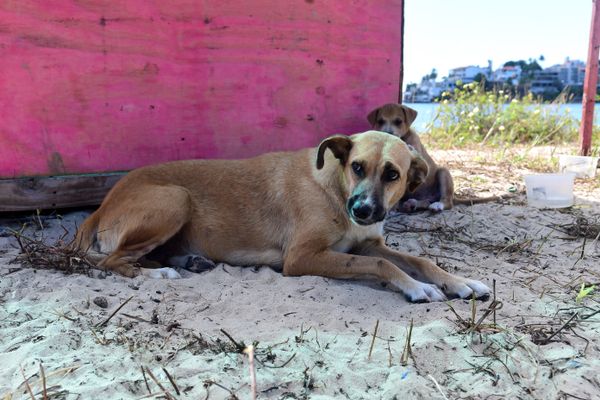 Mamãe dog ganha casa na praia da Curva da Jurema para cuidar dos filhotes por Fernando Madeira