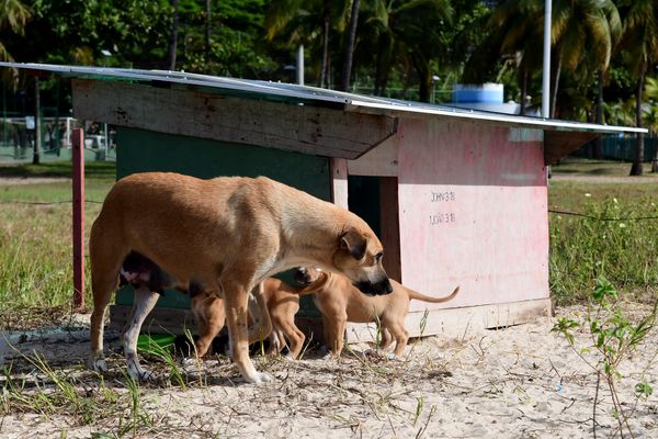 Mamãe dog ganha casa na praia da Curva da Jurema para cuidar dos filhotes por Fernando Madeira