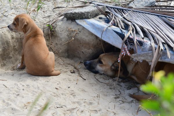 Mamãe dog ganha casa na praia da Curva da Jurema para cuidar dos filhotes por Fernando Madeira