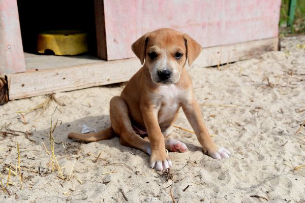 Mamãe dog ganha casa na praia da Curva da Jurema para cuidar dos filhotes por Fernando Madeira