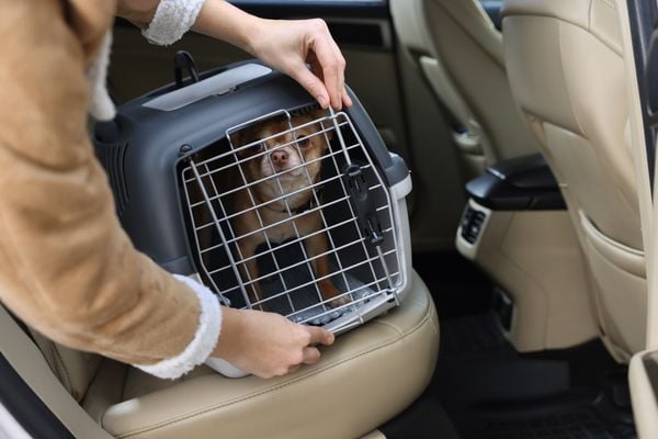 Os animais podem ter comportamentos imprevisíveis, o que traz riscos para a segurança no trânsito e exige cuidados por parte do tutor-condutor