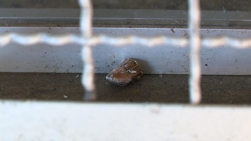 Bala atingiu a janela de vidro de um comércio na rua lateral ao hospital onde idoso morreu na Leitão da Silva