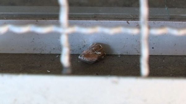 Bala perdida
