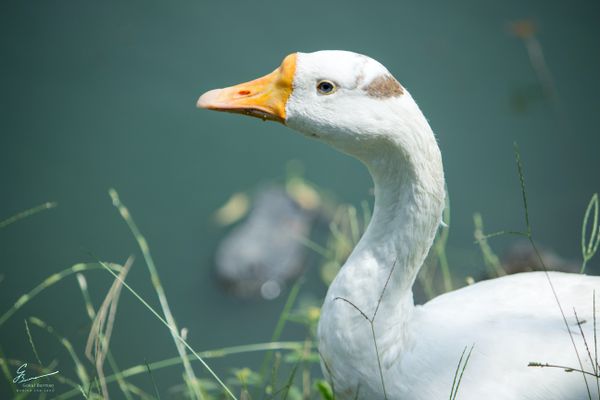 Duas aves de sitio na Serra tiveram resultado positivo para H5N1, sendo um pato e um ganso