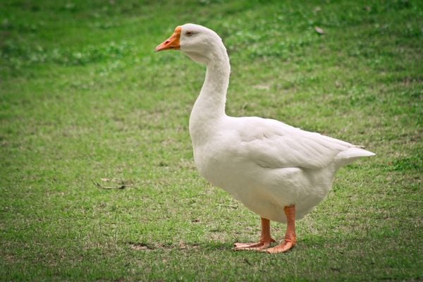 Duas aves de sitio na Serra tiveram resultado positivo para H5N1, sendo um pato e um ganso