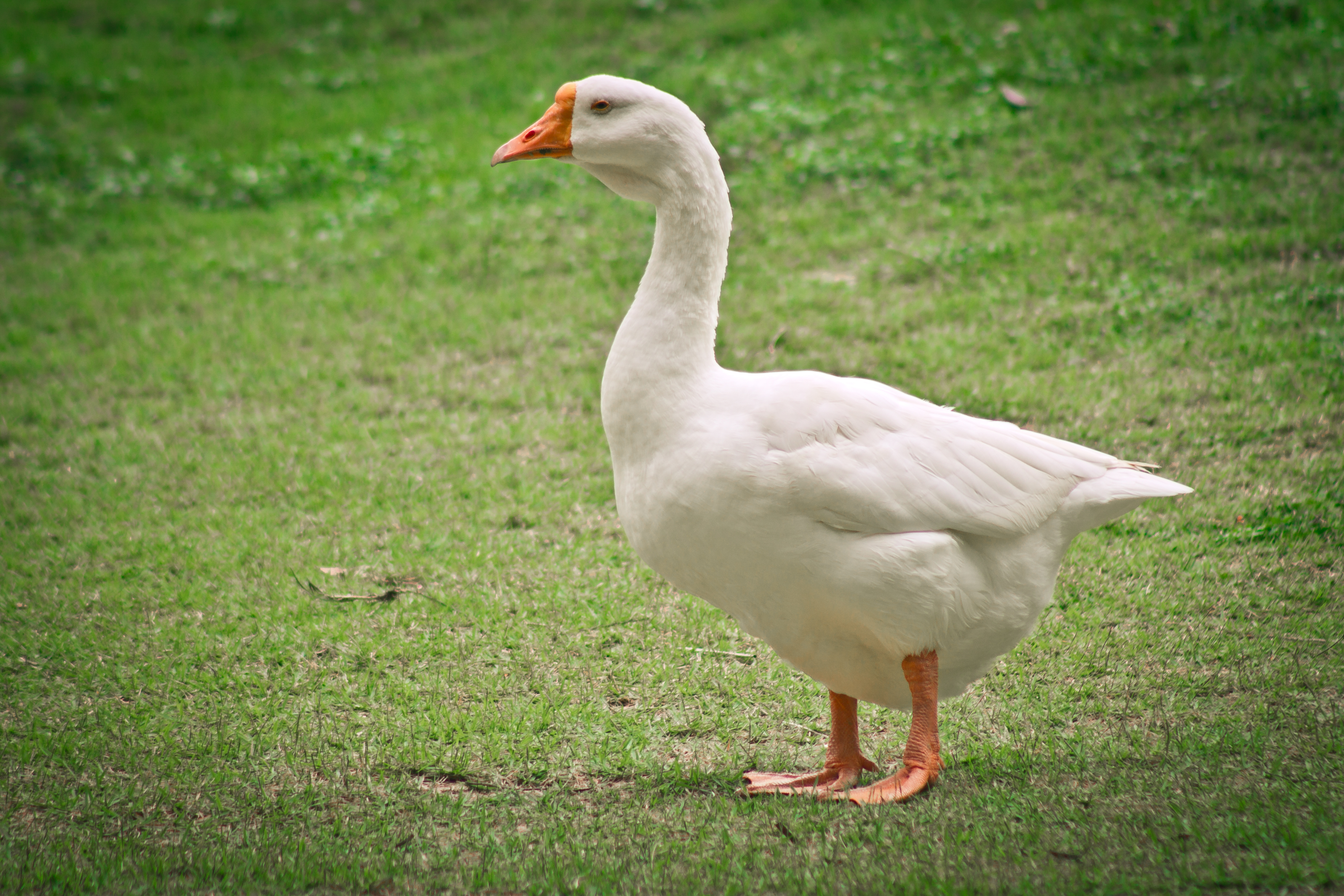 A Gazeta  Gripe aviária: saiba como são identificados os animais