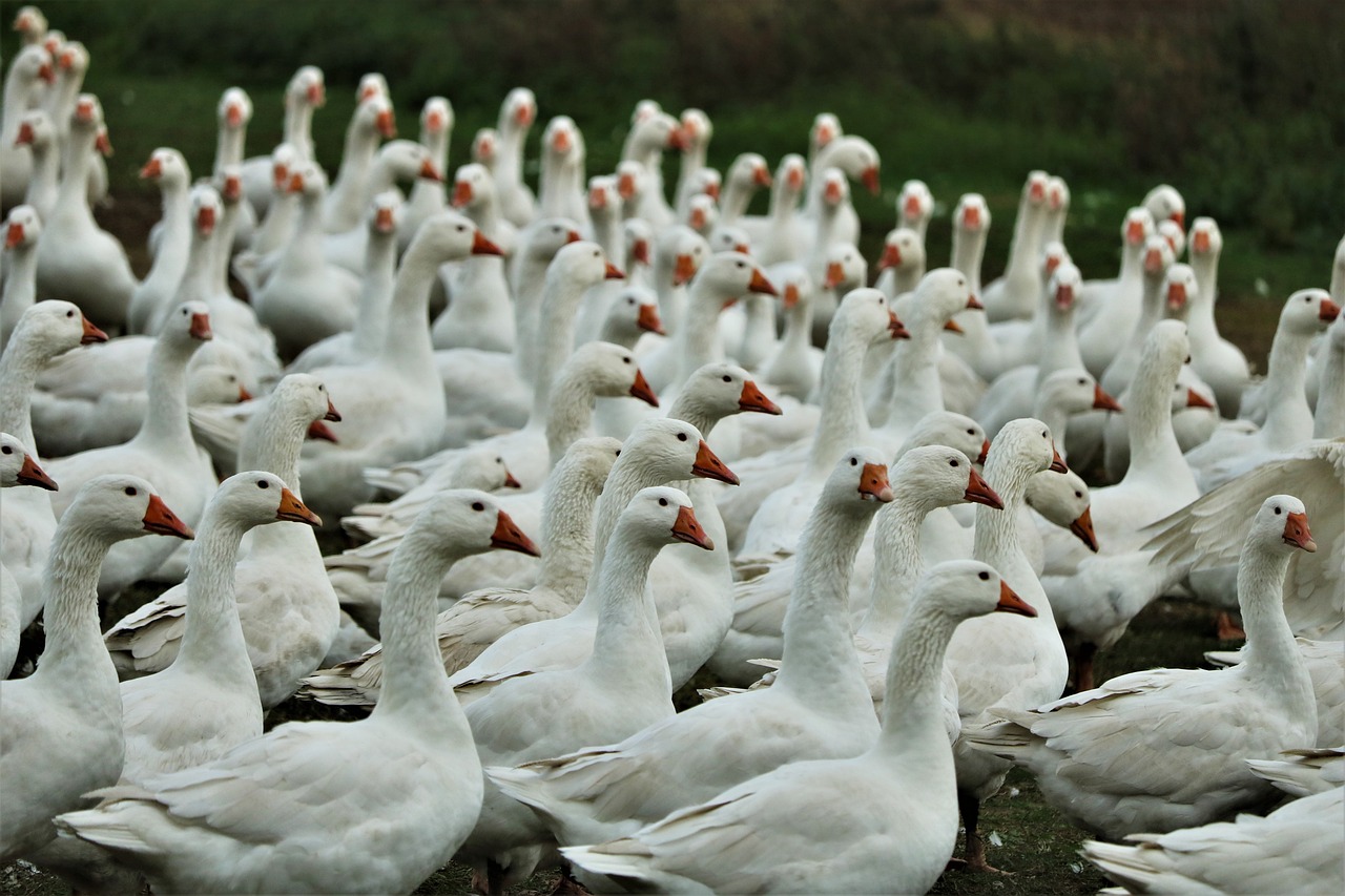 Ministério da Agricultura registrou o primeiro foco de H5N1 em aves de criação para subsistência - ou seja, consumo próprio - no Estado, na terça-feira (27)